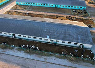 Cowshed with cows near farm. Farmland with cattle. Farm animals at barn.