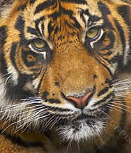 Endangered Sumatran Tiger