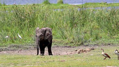 Cute Baby Elephant Calf in Kenya Africa