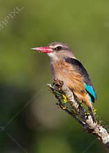 Brown-hooded Kingfisher