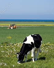 Dairy cow