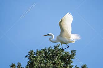 Great Egret Ready for Takeoff