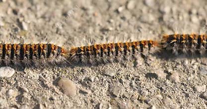 Hairy caterpillars in a row, pine processionary