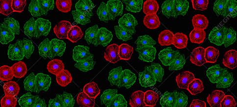 Gene edited pig cells for xenotransplant into humans