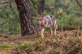 Beautiful adult wolf looking for prey in the forest