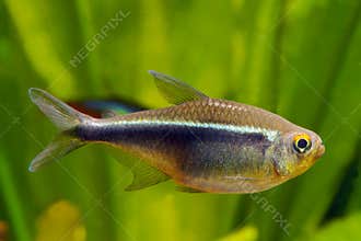 Black Neon Tetra