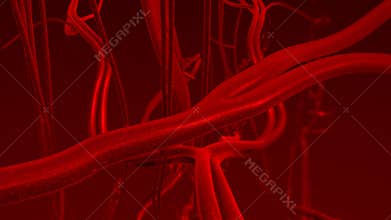 Human blood arteries and veins