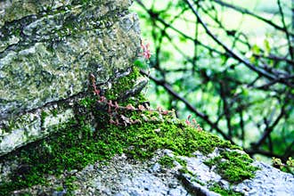 Germination leaves on rocks