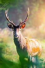 Red Deer Cervus elaphus portrait