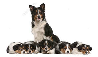 Female Border Collie, 3 years old