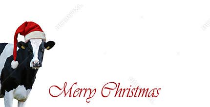 Merry Christmas with snow and Cow.Christmas greeting card with cow on a white background