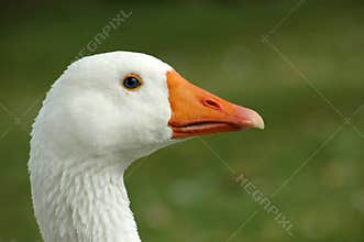 White goose