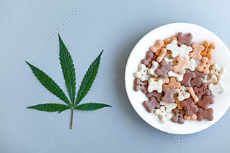 Dog treats on a white saucer and cannabis leaves, on a blue background - CBD and medical marijuana concept for pets