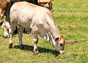 White calf australian beef cattle