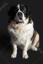 Beautiful Saint Bernard Dog. Black Background