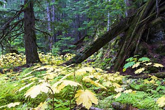 Retallack Cedars Trail Old Growth Forest