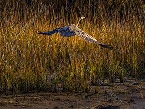 Great Blue Heron Takes to the Sky