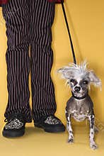 Chinese Crested dog on leash.