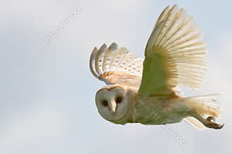 Barn Owl