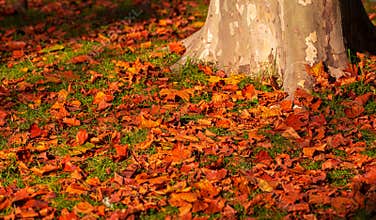 A lot of autumn fall coloured tree leaves in amazing morning sunrise warm light, seasons specific