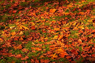 A lot of autumn fall coloured tree leaves in amazing morning sunrise warm light, seasons specific