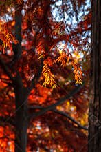 A lot of autumn fall coloured tree leaves in amazing morning sunrise warm light, seasons specific