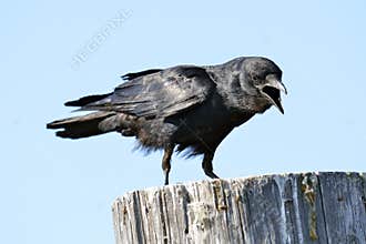American Crow