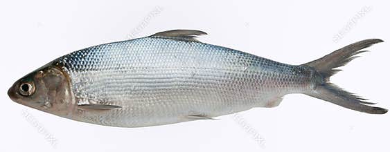 Milk fish