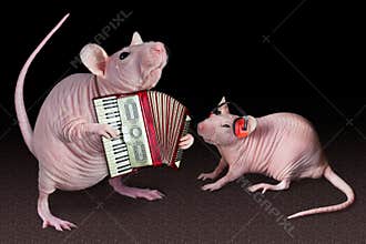 Rat accordion player