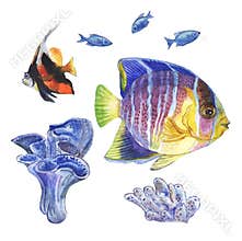 Set of sea fishes and corals, the watercolor drawing on a white background.