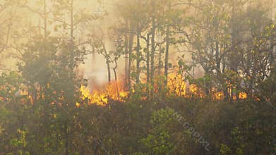 Rain forest fire disaster  burning caused by humans