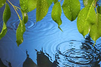 Water Ripples Leaves Rain Background