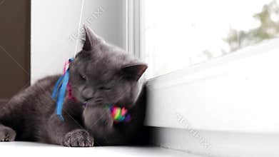 The cat plays with the mouse on the window . Color mouse. Toys for Pets. Mouse for the cat. The article is about the