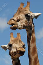 Two giraffes