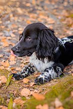 Spaniel hunting for a walk in the fall. Dog on a walk in autumn. Autumn portrait of an animal. Puppy. Walking a pet. Beautiful