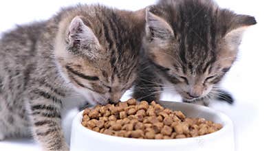 4k two striped kittens eating fresh dry cat food for small kittens. Advertising kitty food on white background