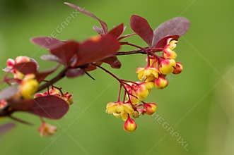 Barberry flowers