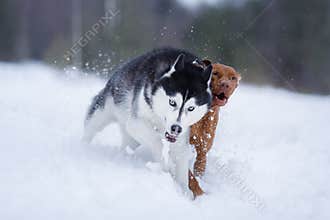 Two Dogs in the winter in nature. Active Hungarian vizsla and husky running