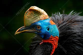 Cassowary, detail portrait of Southern cassowary, Casuarius casuarius. Australian big forest bird from Papua New Guinea. Big bird