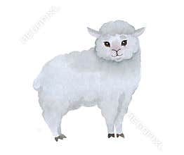 Cute baby lamb on a white background.
