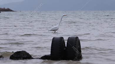 A waterbird egret hunts for fishes