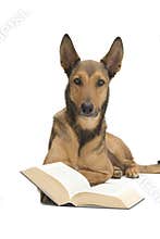 Dog reading a book / bible