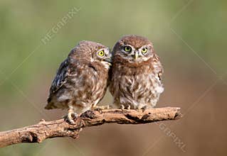 little owl chicks Athene noctua