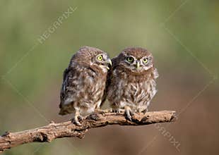 little owl chicks Athene noctua