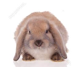 Rabbit pets