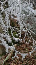 Fresh snowflakes on beech tree