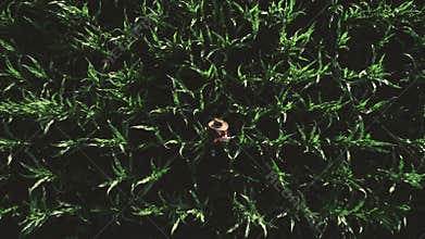 Farmer agronomist oversees the harvest of corn. Aerial photography. Farmer agronomist in a green corn field. Girl farm