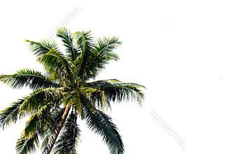Green palm tree with fluffy leaf isolated on white background. Tropical coco palm photo clipart