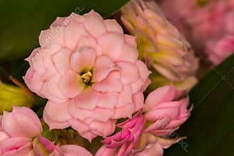 Beautiful Pink Kalanchoe Flower Photographed Indoors