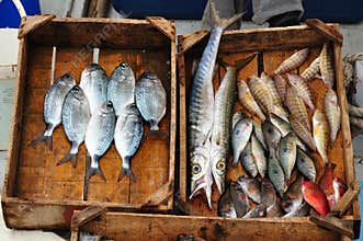 Fish Displayed for Sale at a Greek Market